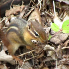 092 - Chipmunk 25-05-16