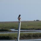 039 - Pelican @ Murrells Inlet SC - 18-05-2017