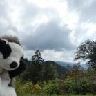 084 - Banjo enjoing the view...