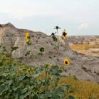 128 - Wild Sunflowers on the edge of the Badlands