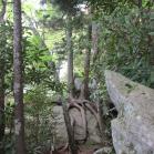 075 - Tree roots under Linn Cove Viaduct, North Carolina 23-05-16