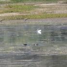 146 Sandhill Crane  and  Pelican