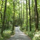 071 - Our rental car hidden in the trees