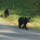 086 - Evening now and very young bears outside cabin