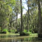 030 - More Spanish moss, beautiful...