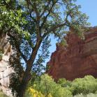 125 Capitol Reef National Park
