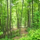 059 - More Smoky Mountain trails 27-05-2013