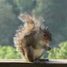 089 - Breakfast with squirrels 25-05-16
