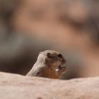 064 Golden-mantled Ground Squirrel
