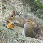 041 - Squirrel! 22-05-16