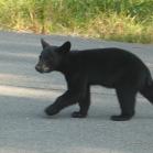 089 - How cute is that