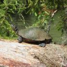 028 - Touche Turtle away...