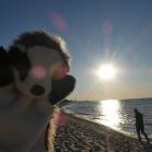 141 - Banjo at sunset