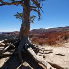 177 Bryce Canyon National Park
