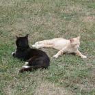 031 - Wild (west) cats