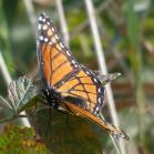 137 - Butterfly at Kankakee