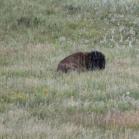 122 - This male Bison is huge