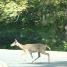 101 - White tailed deer in Tennessee