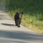 087 - Younger bears than this morning...