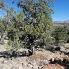 140 Escalante Petrified Forest State Park
