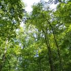 142 - Maple, Hickory, Birch and the official state tree, the Tulip Poplar