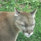 073 - Cougar, Grandfather Mountain, NC 23-05-16
