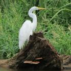 021 - Start of swamp tour 17-09-2015