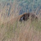 136 - 1 tonne of Bison hiding