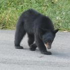 091 - Mamma looking grumpy