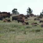 121 - More Bison grazing on the grassy plains