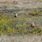089 - Prarie dogs