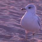 142 - Lakegull at sunset