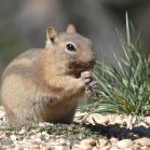 170 Golden-mantled Ground Squirre