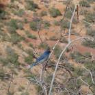 116 Colorado National Monument