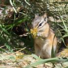 186 Chipmunk