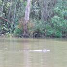 029 - Another Alligator