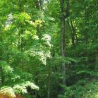 055 - Up high in the Smoky Mountains 27-05-2013