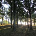 078 - Peaceful morning walk