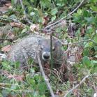 086 - Gopher at Cumberland Falls 24-05-16