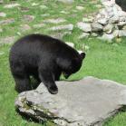 071 - Black Bear, Grandfather Mountain, NC 23-05-16