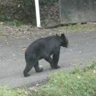 093 - And off they go