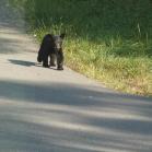 088 - Same babies. Mum is close by