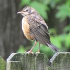 094 - Kentucky Robin 26-05-16