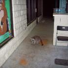 052 - Shareing pizza with Rocky racoon 26-05-2013