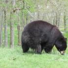 072 - Black Bear, Grandfather Mountain, NC 23-05-16