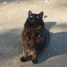 126 - Iggy looking cute