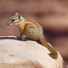 058 Chipmunk