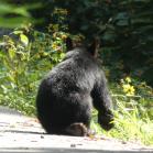 090 - I have not quite grown into my feet and ears yet...