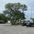 037 - Holm Oak @ Murrells Inlet - 18-05-2017