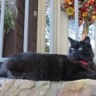 084 - Iggy greets us on arrival home